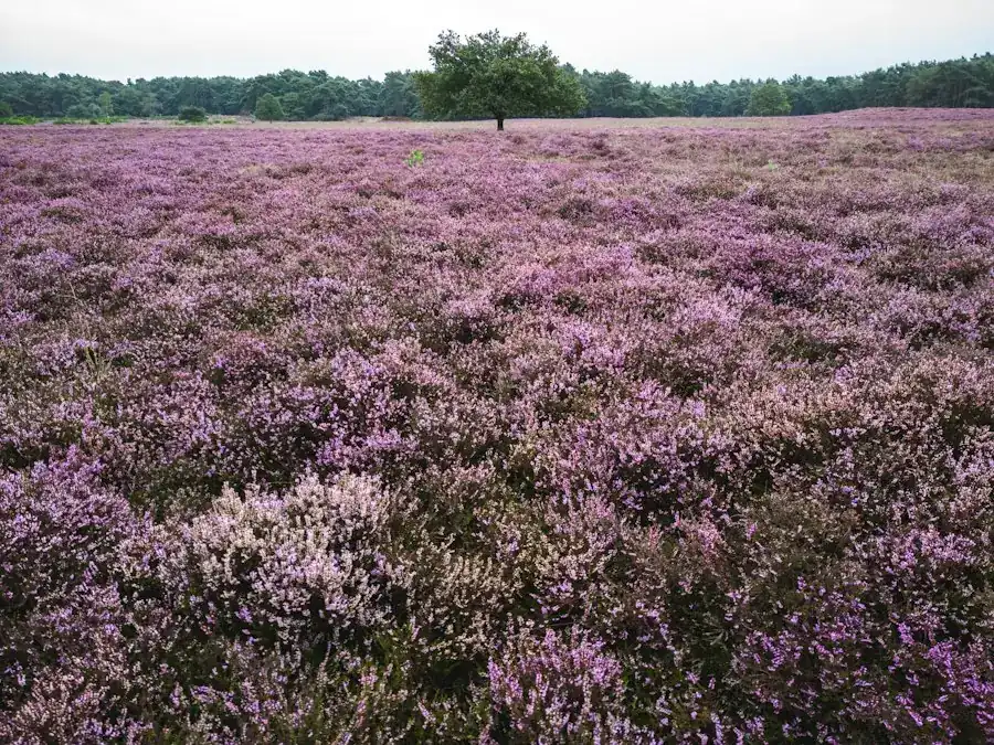 Bloeiende heide